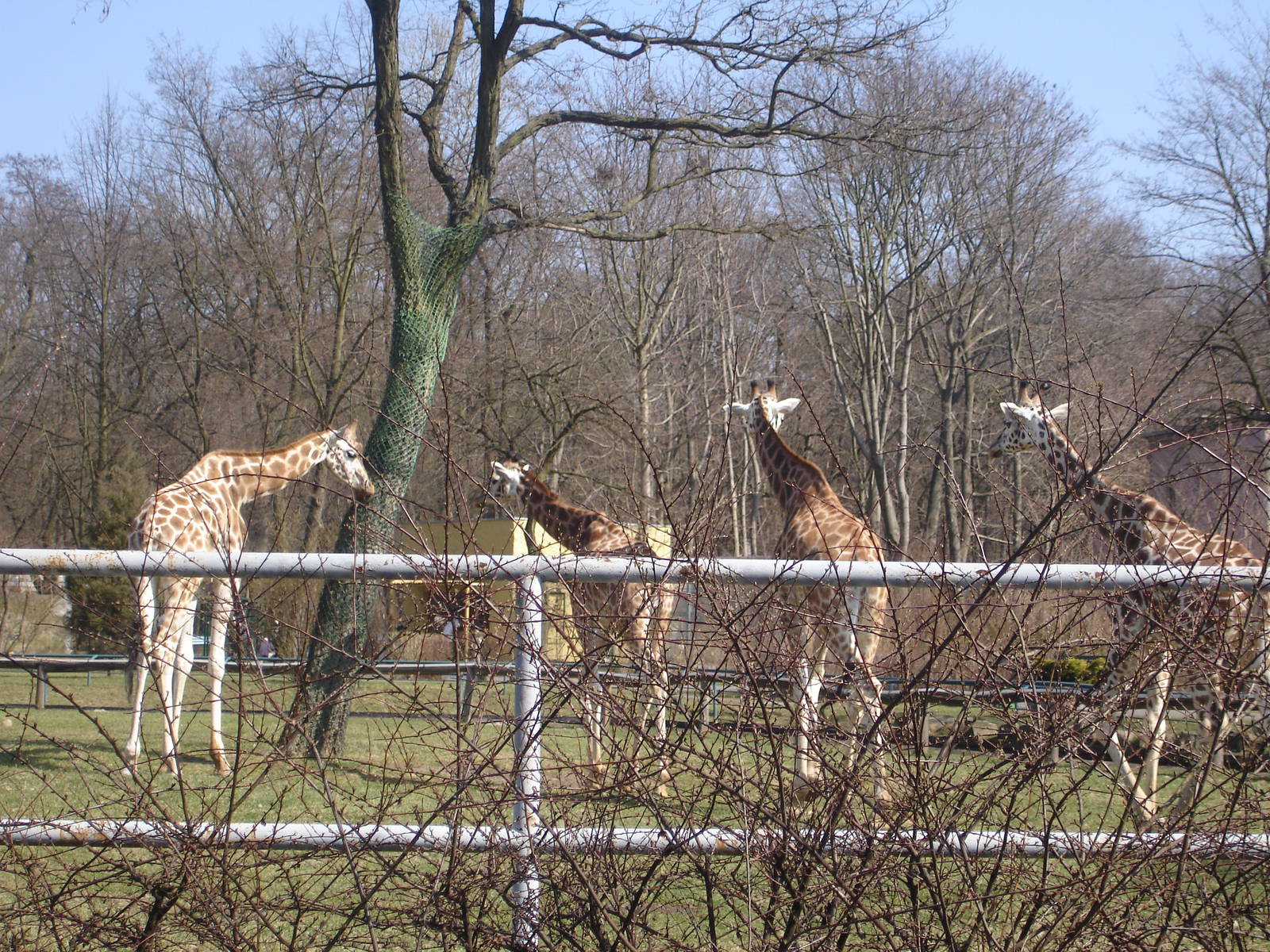 Rothschild's Giraffes
