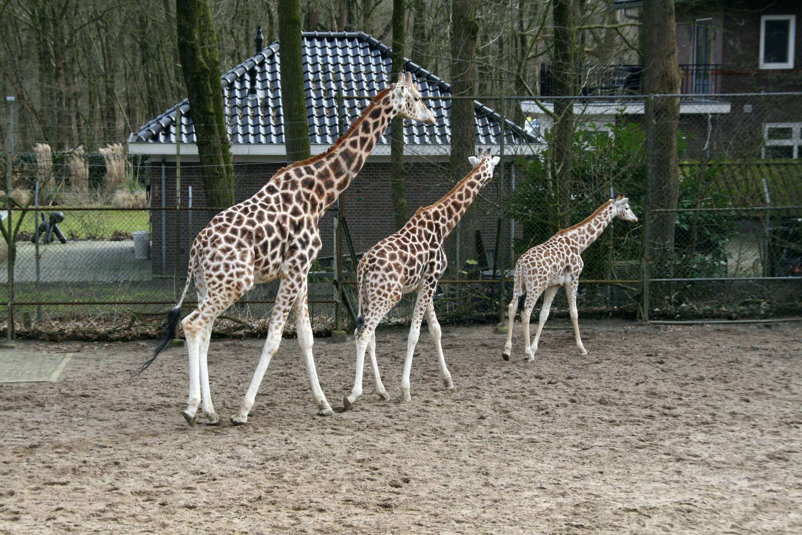Rothschild's giraffes