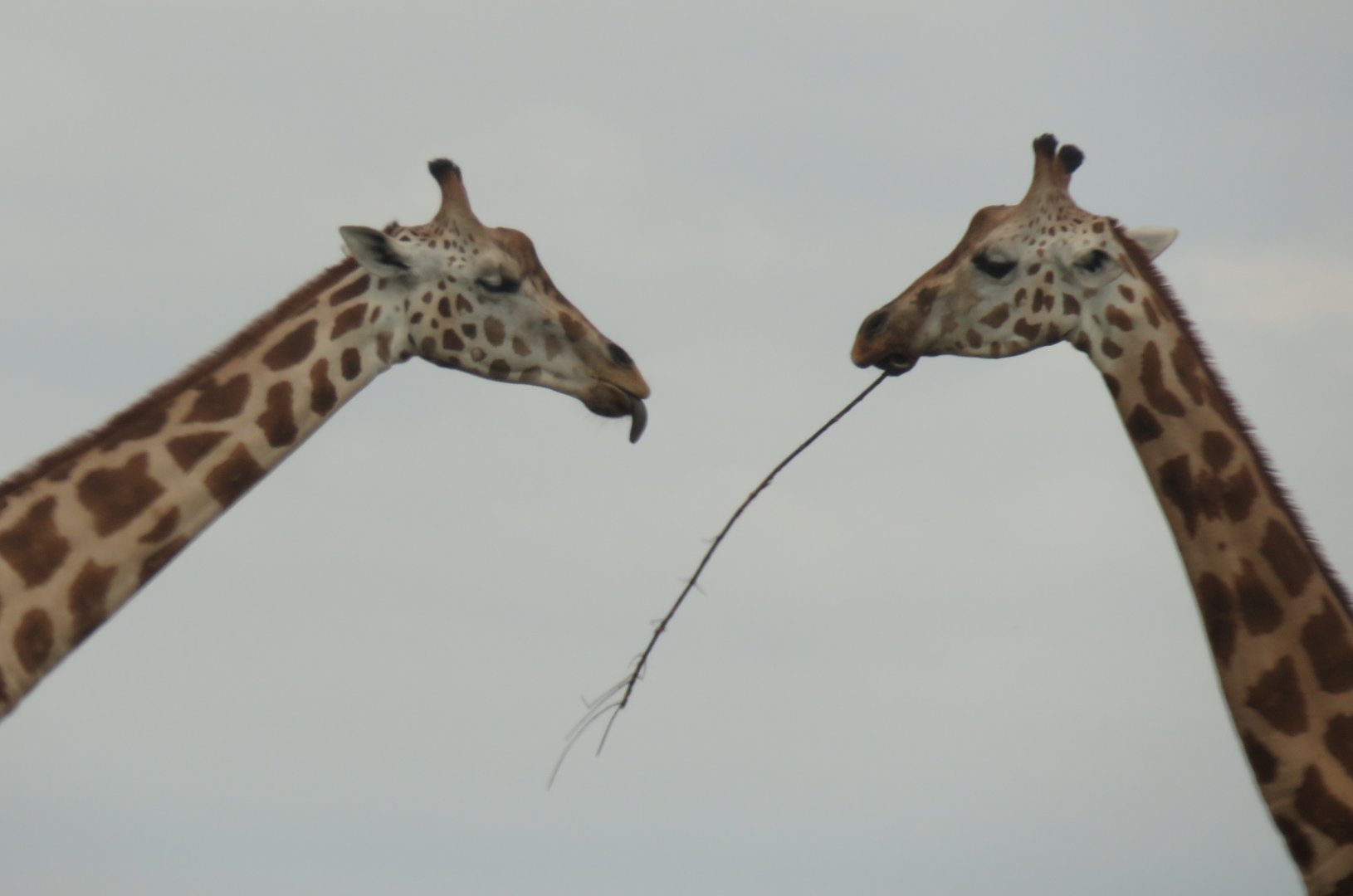 Rothschild's giraffes
