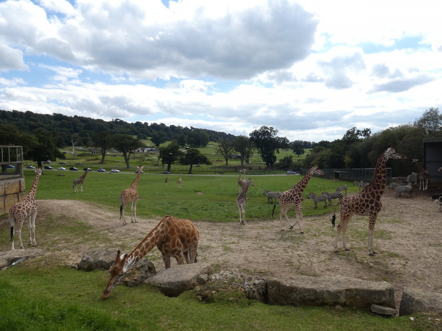 Rothschild's Giraffes