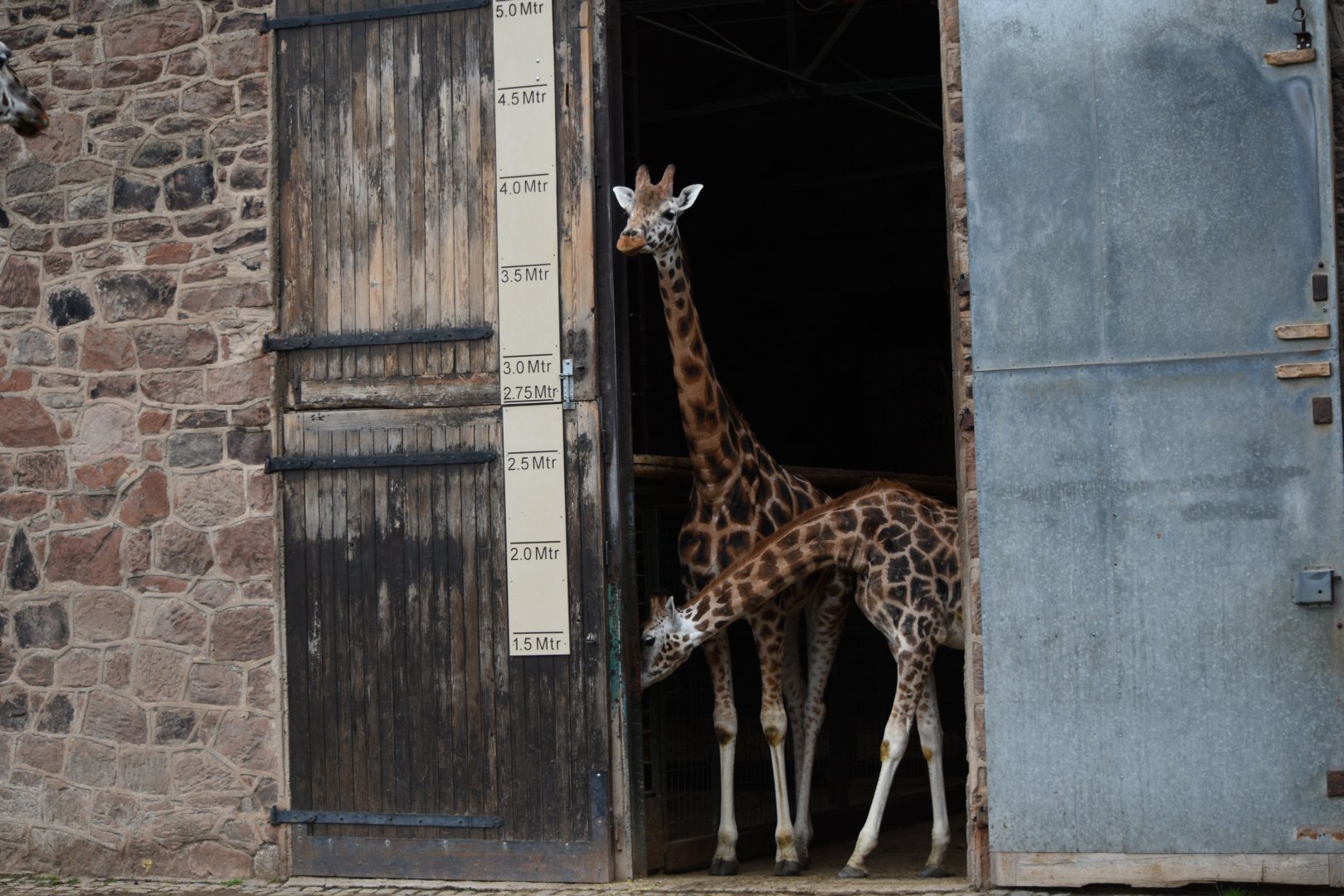 Rothschild's giraffes