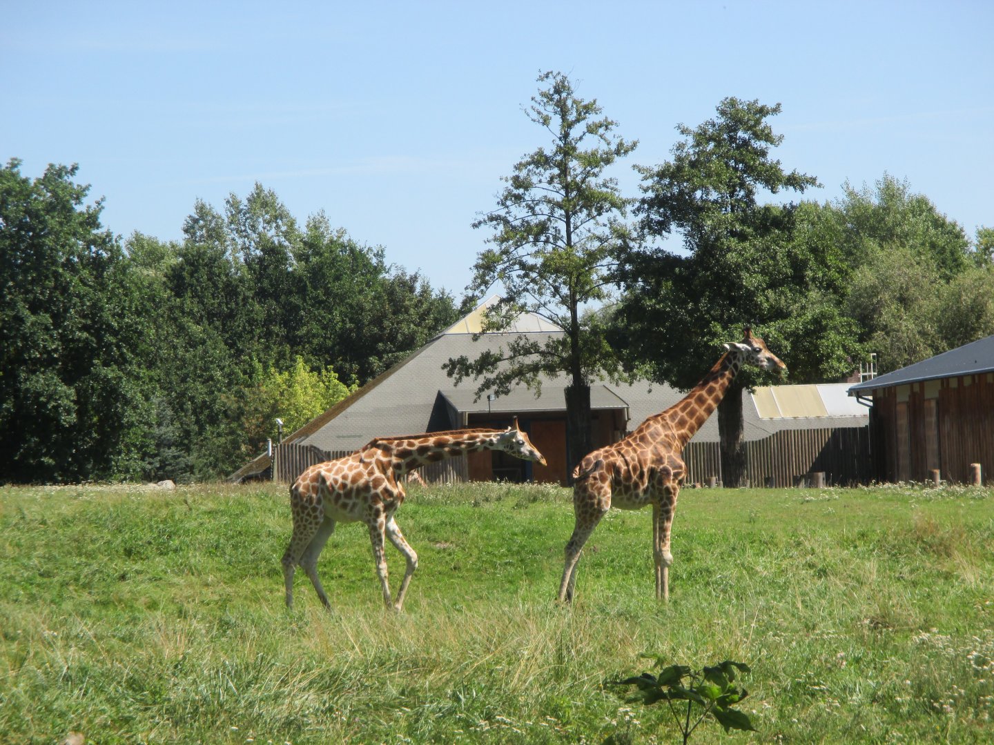 Rothschild's giraffes