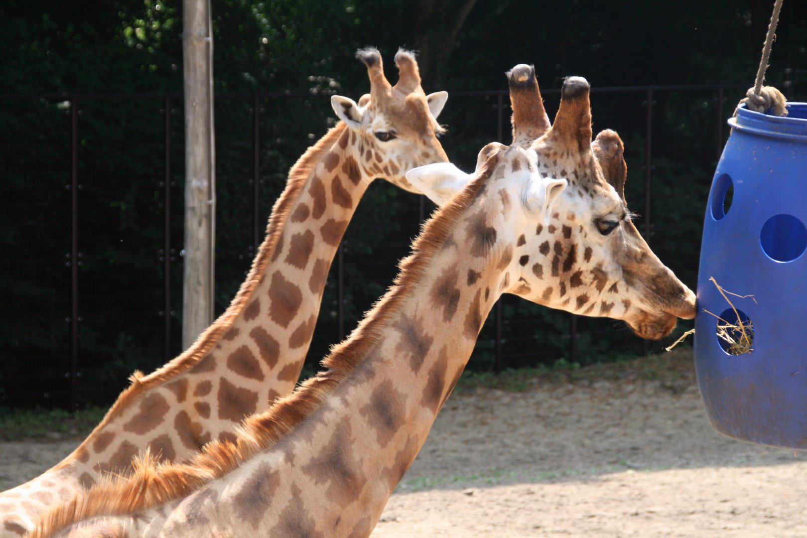 Rothschild's giraffes