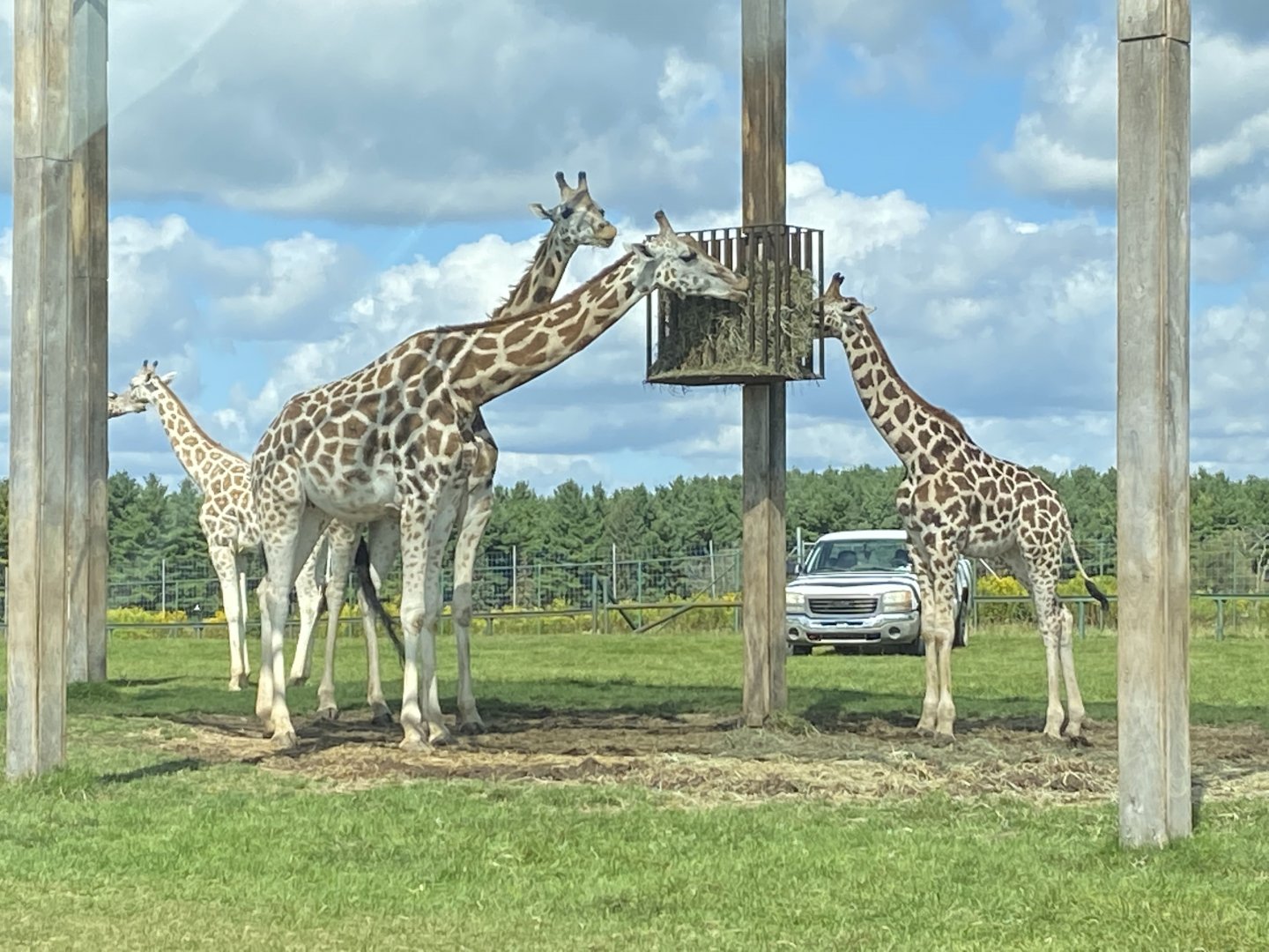 Rothschild’s Giraffes