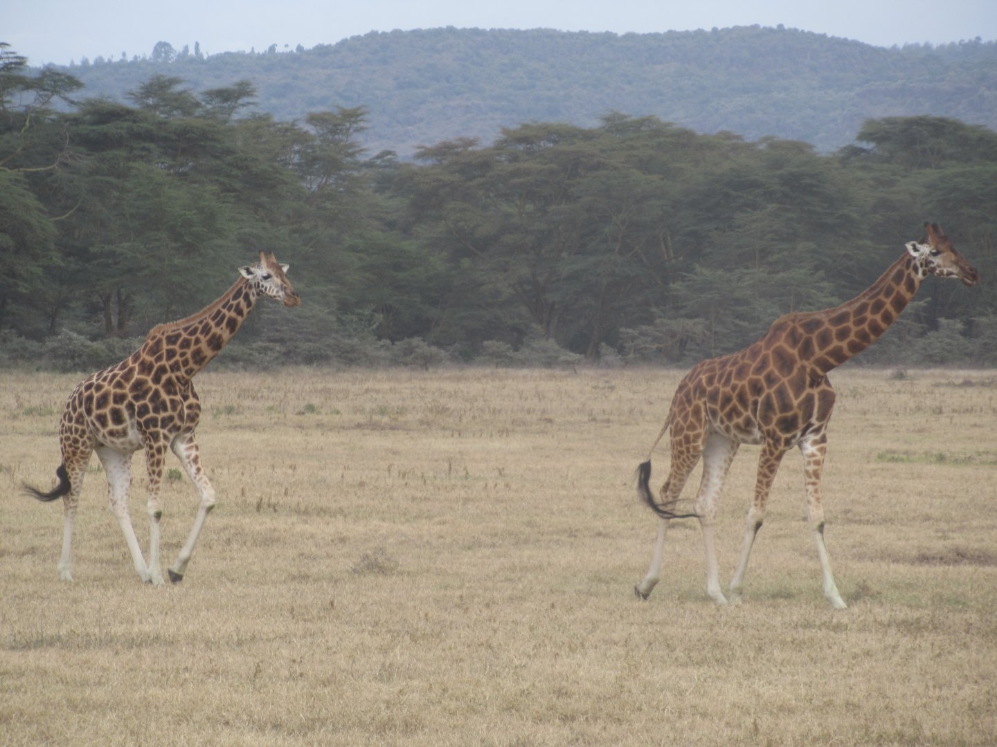Rothschild's giraffes