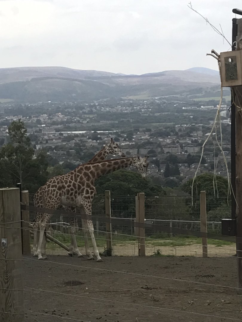 Rothschild’s giraffes