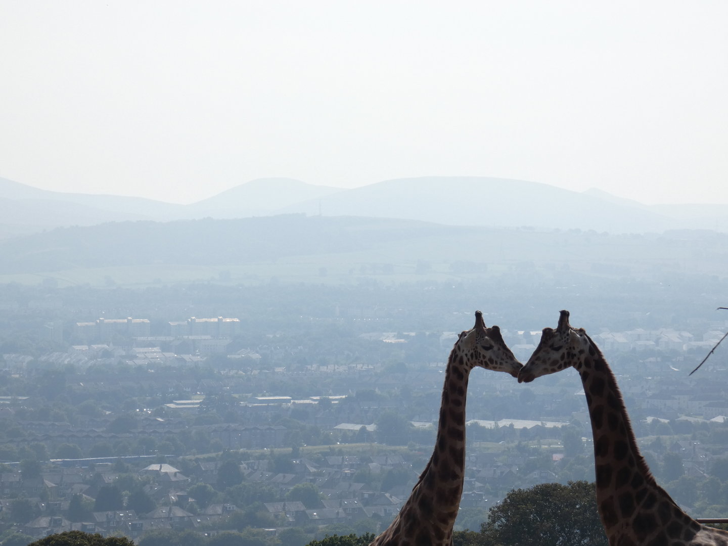 Rothschild's giraffes