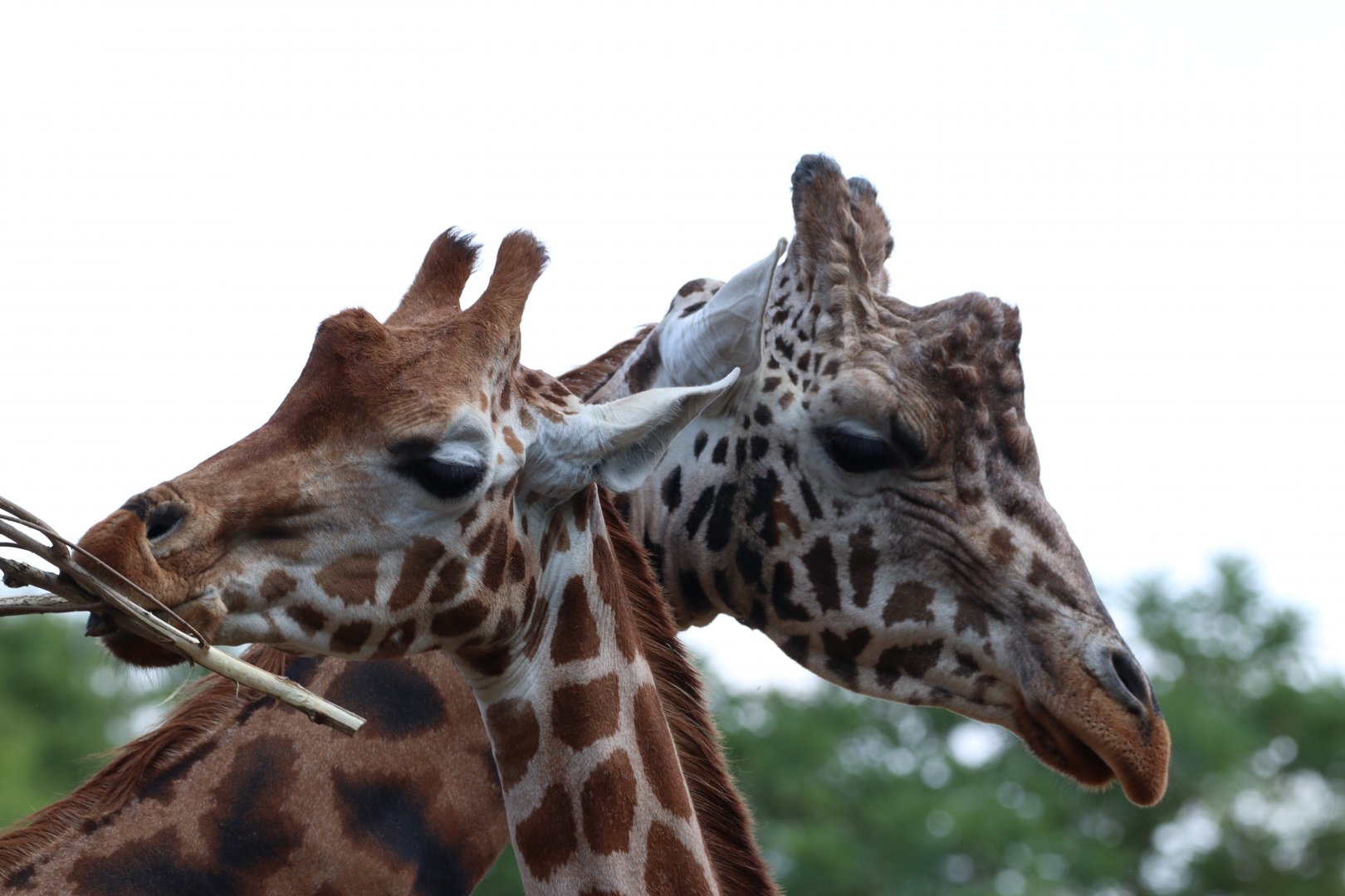 Rothschild's Giraffes