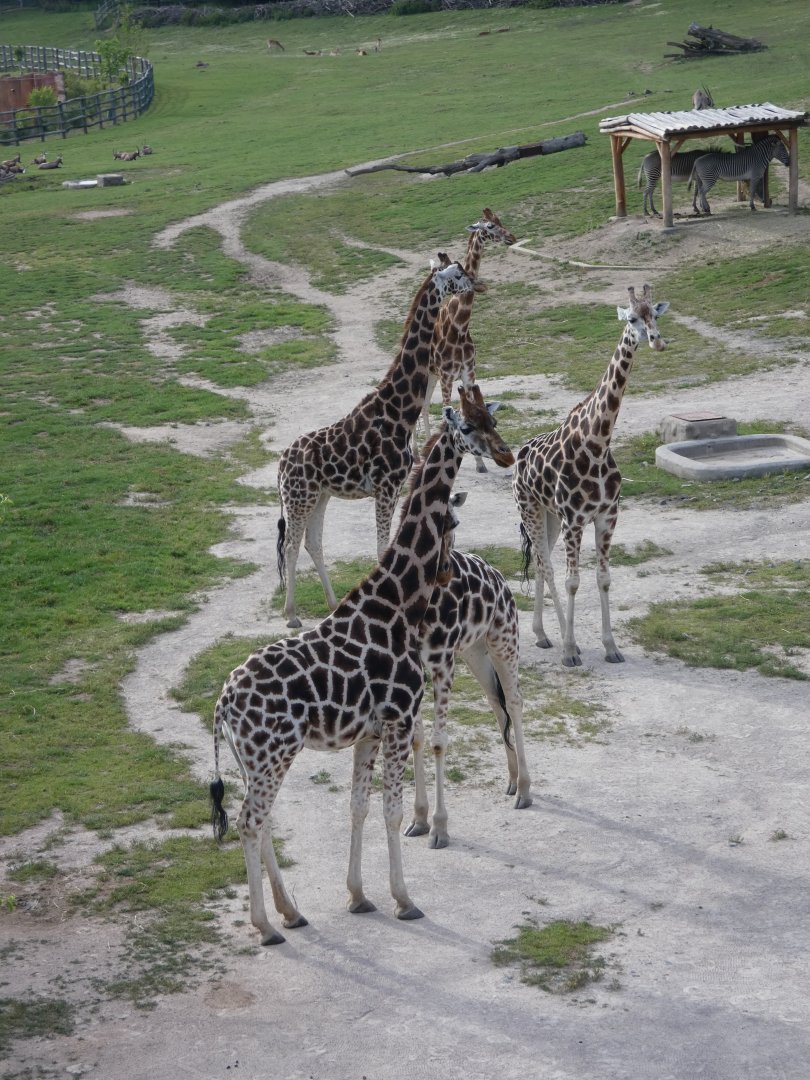 Rothschild's giraffes