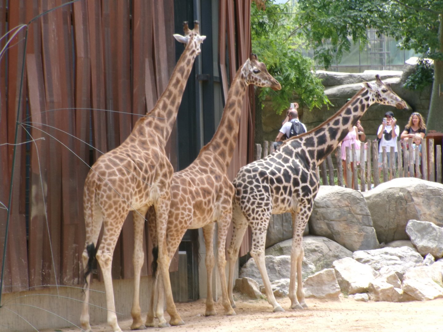 Rothschild's giraffes