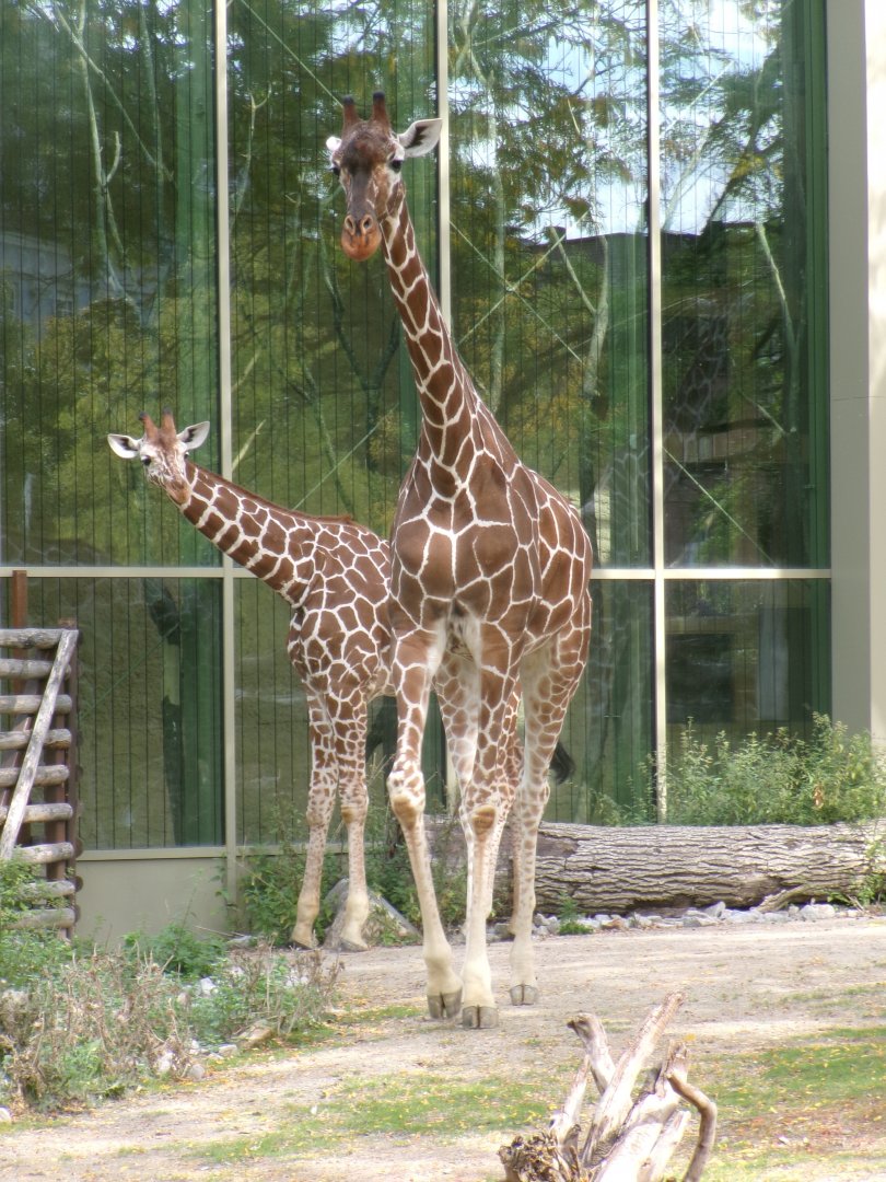 Rothschild's giraffes