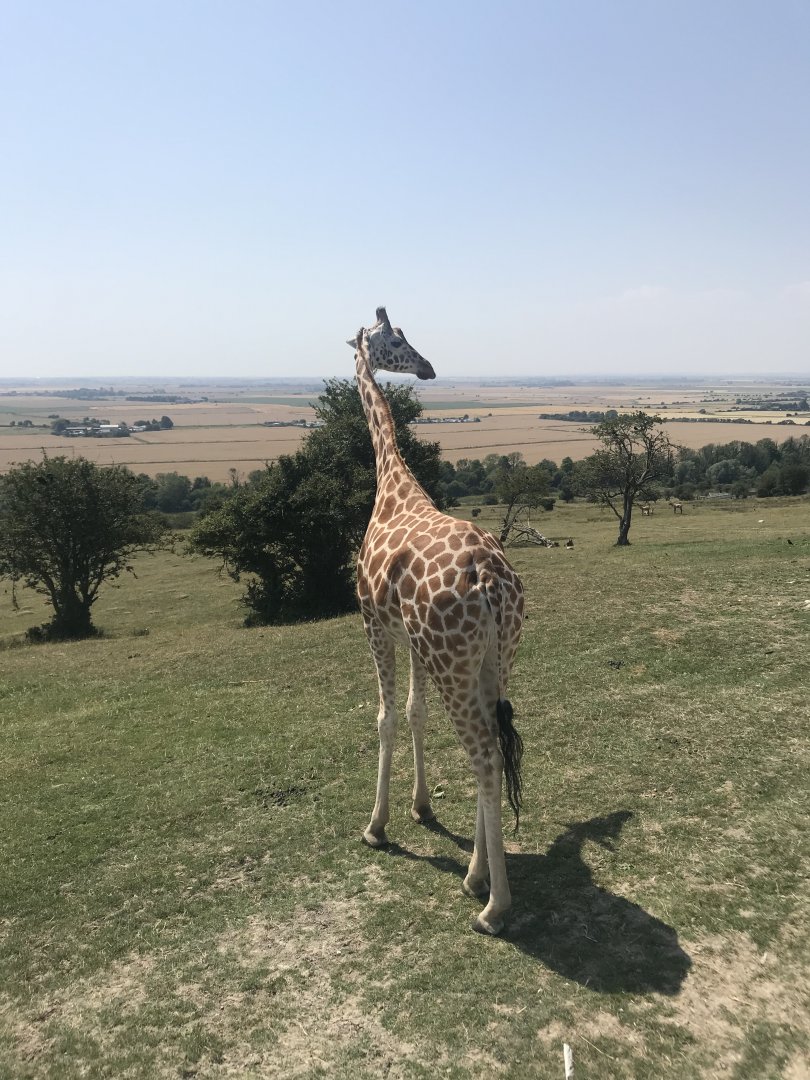 Rothschild’s/Hybrid Giraffe