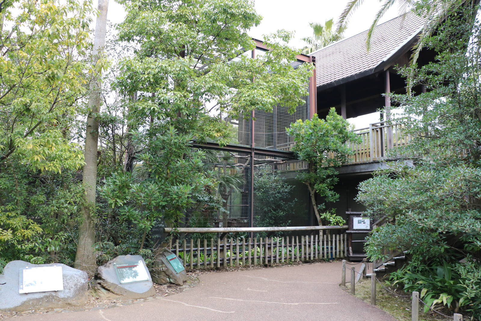 Rothschild's mynah aviary, February 2016.