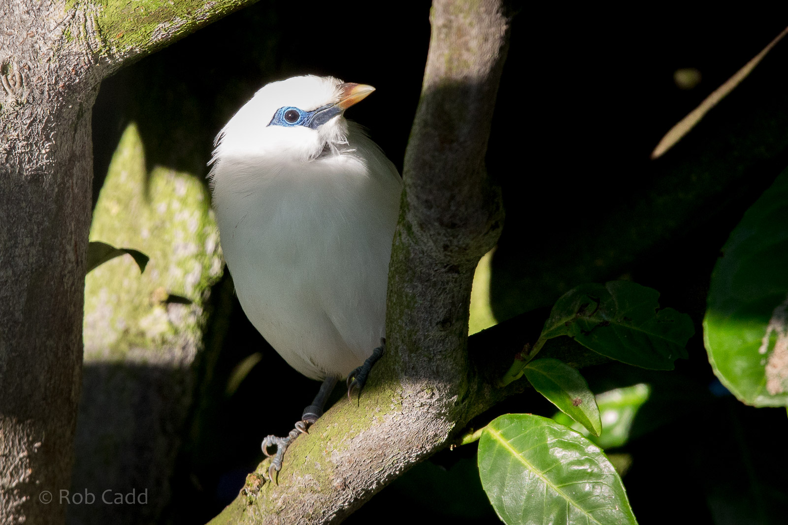 Rothschilds mynah : Hamerton : 18 Jan 2015