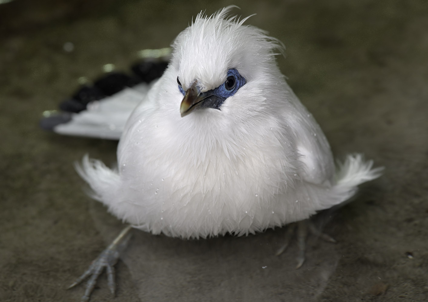 Rothschild's mynah in the bath