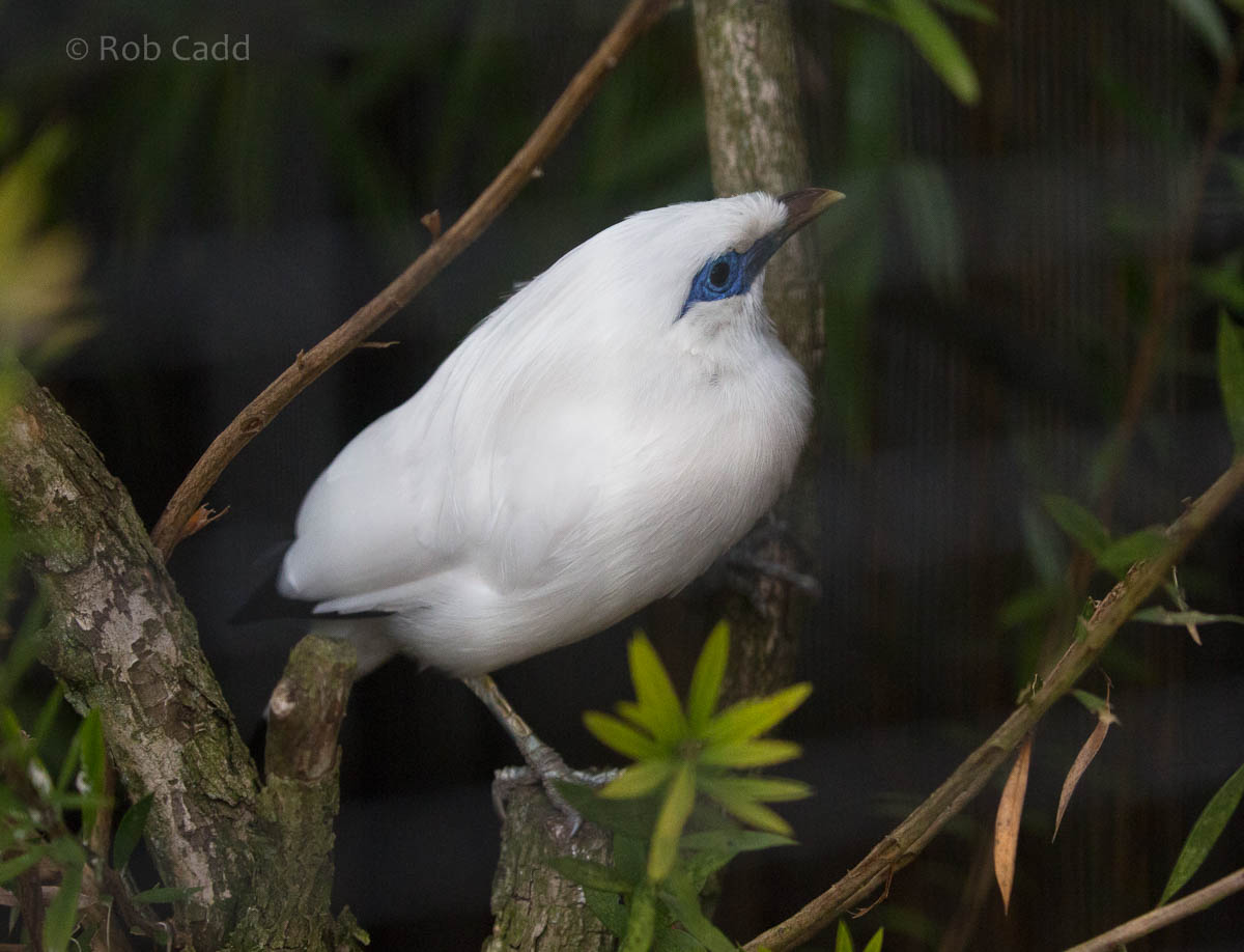 Rothschilds mynah : Waddesdon : 03 Oct 2015