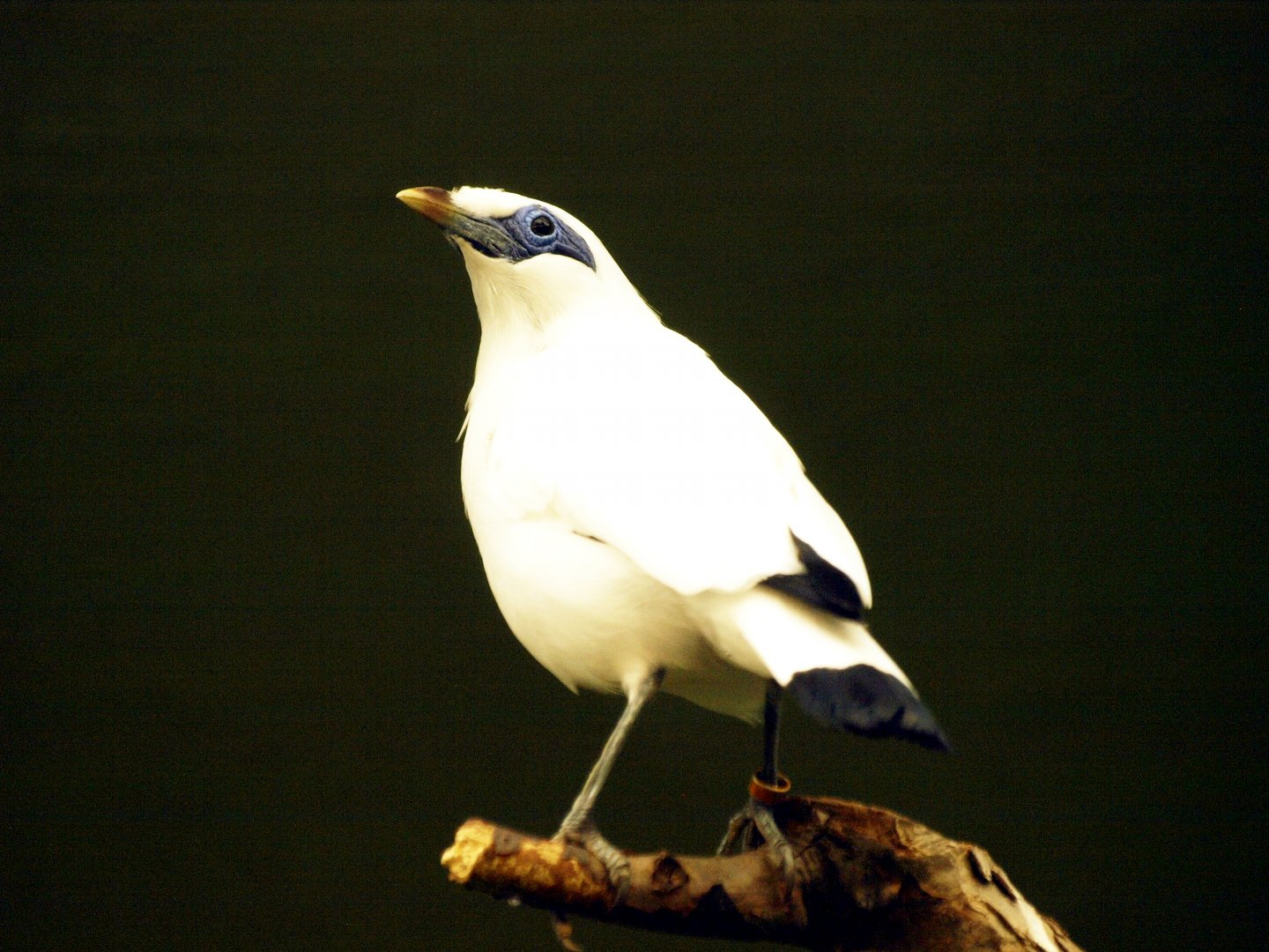 Rothschild's mynah