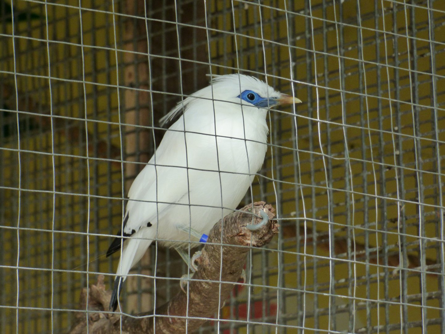 Rothschild's Mynah