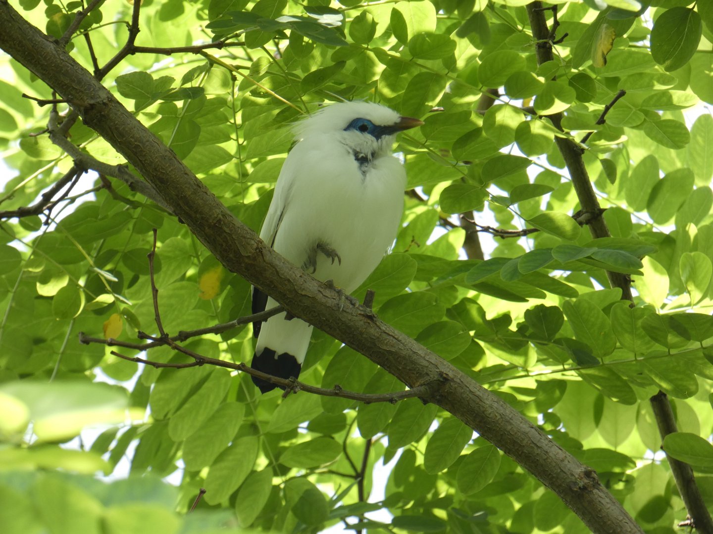 Rothschild's mynah