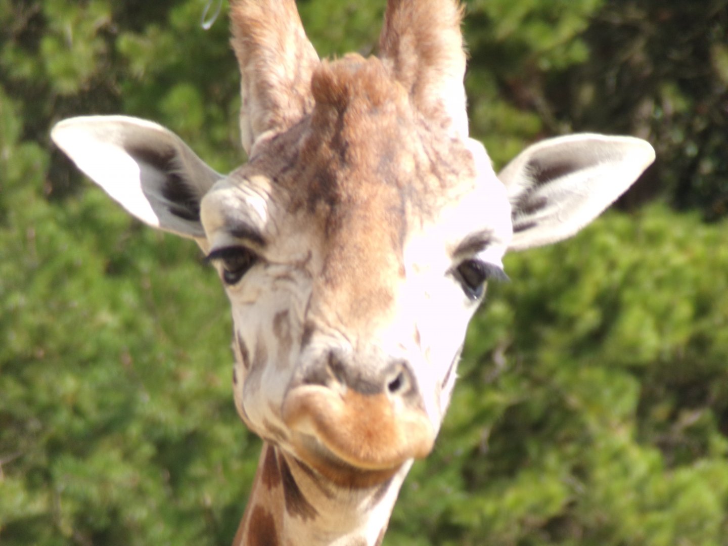Rothschild’s (or nubian) giraffe 18.7.25