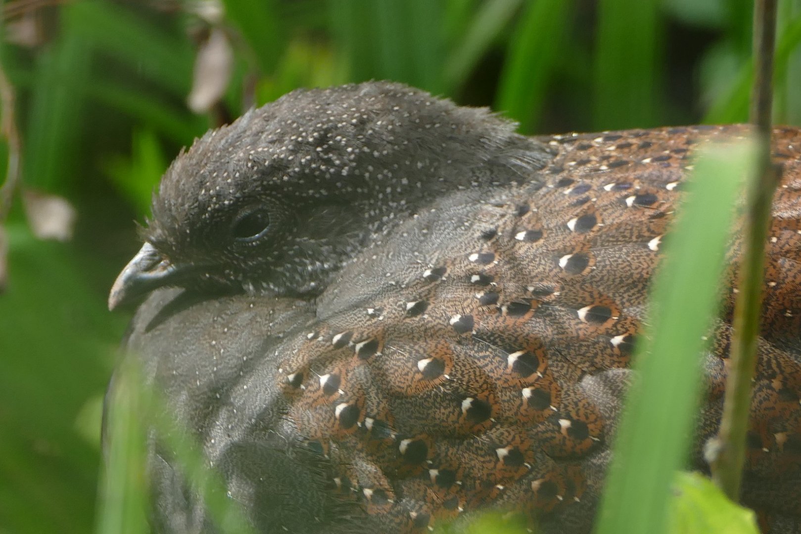 Rothschild's peacock pheasant, October 2020