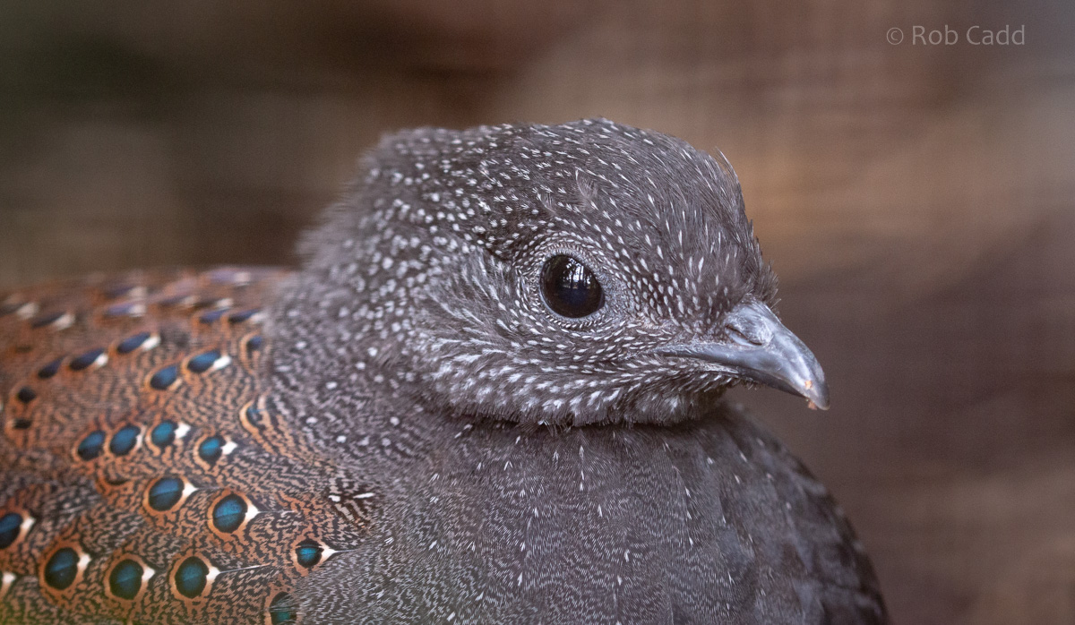 Rothschild’s peacock-pheasant : Waddesdon : 04 Oct 2019