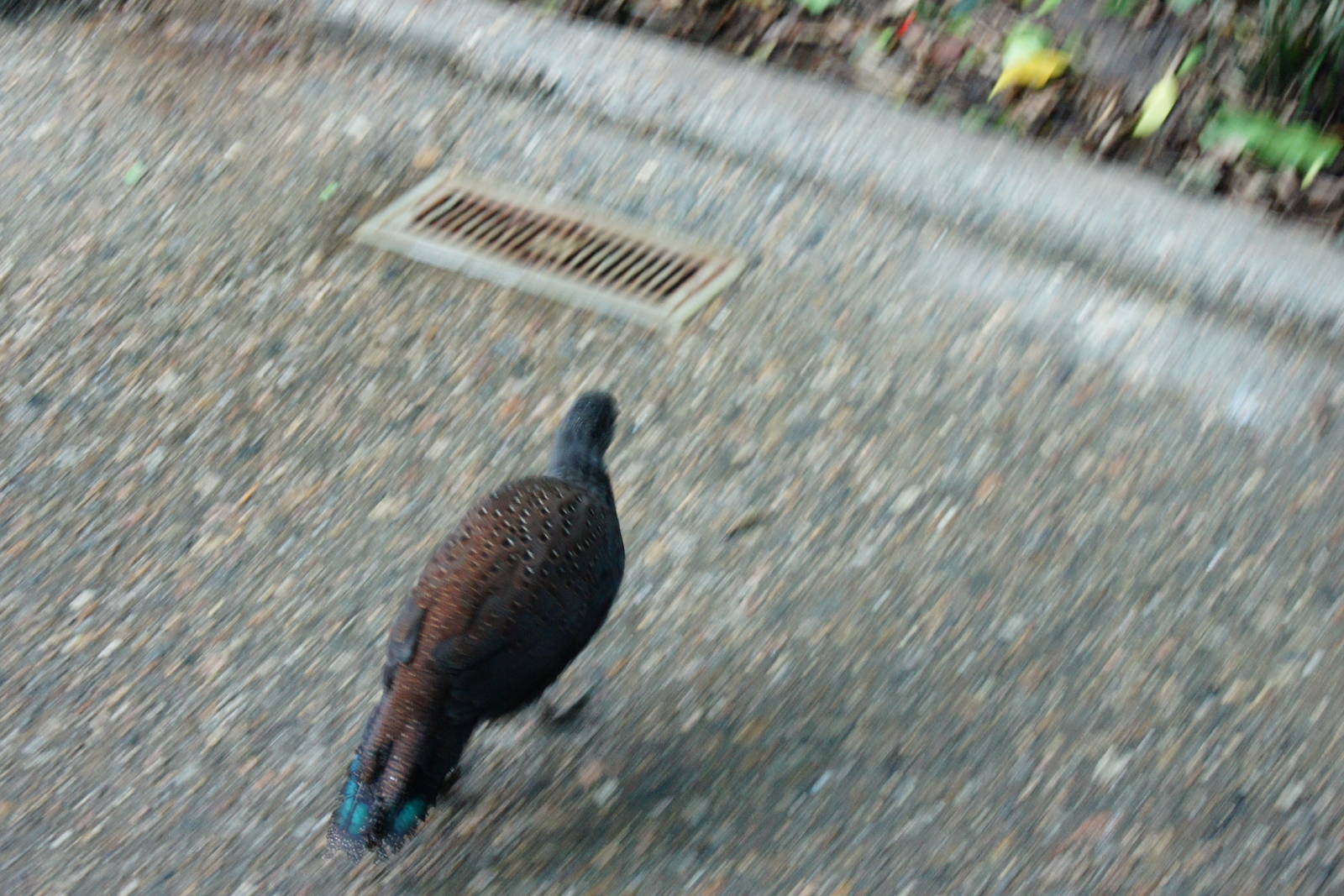 Rothschild's Pheasant