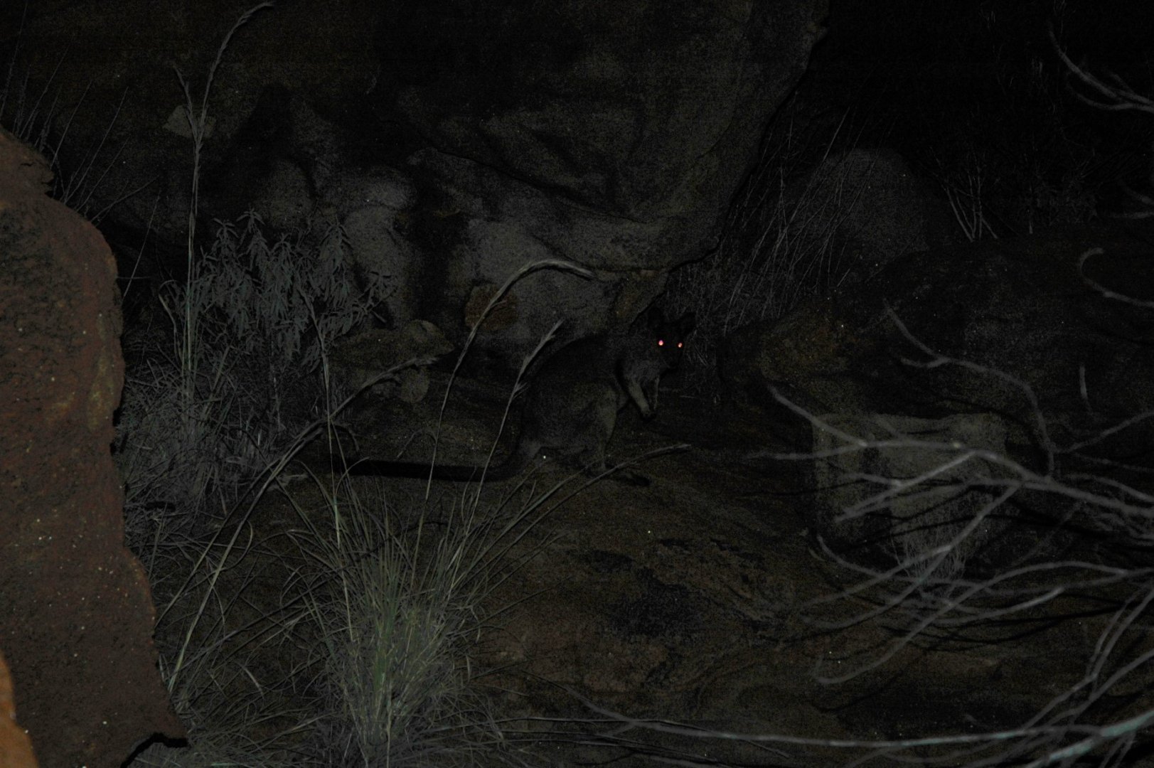 Rothschild's Rock-wallaby (Petrogale rothschildi)