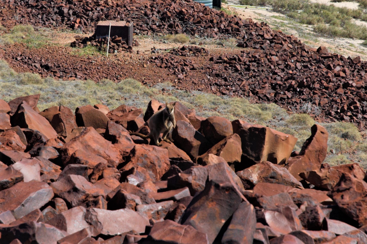 Rothschild's Rock-wallaby (Petrogale rothschildi)