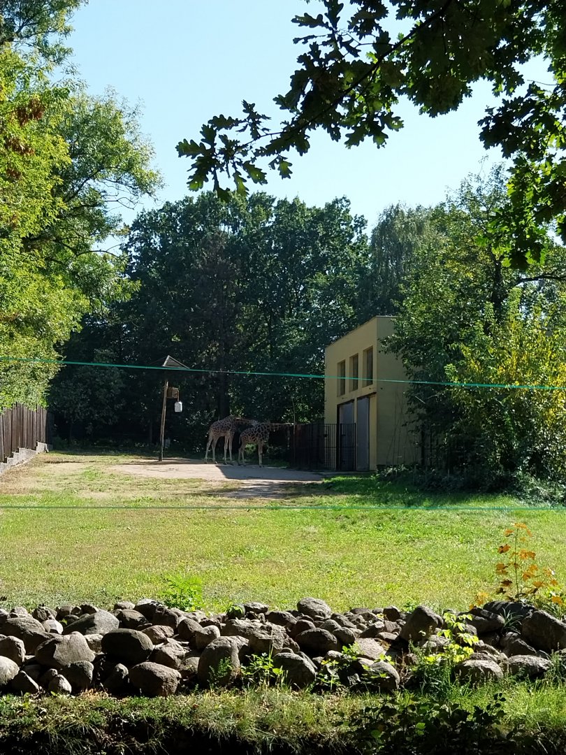 Rothschildt's giraffe (Giraffa camelopardalis rothschildi)