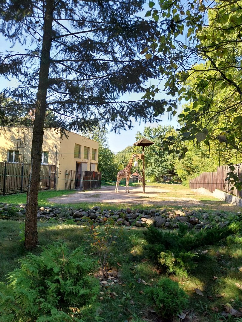 Rothschildt's giraffe (Giraffa camelopardalis rothschildi)