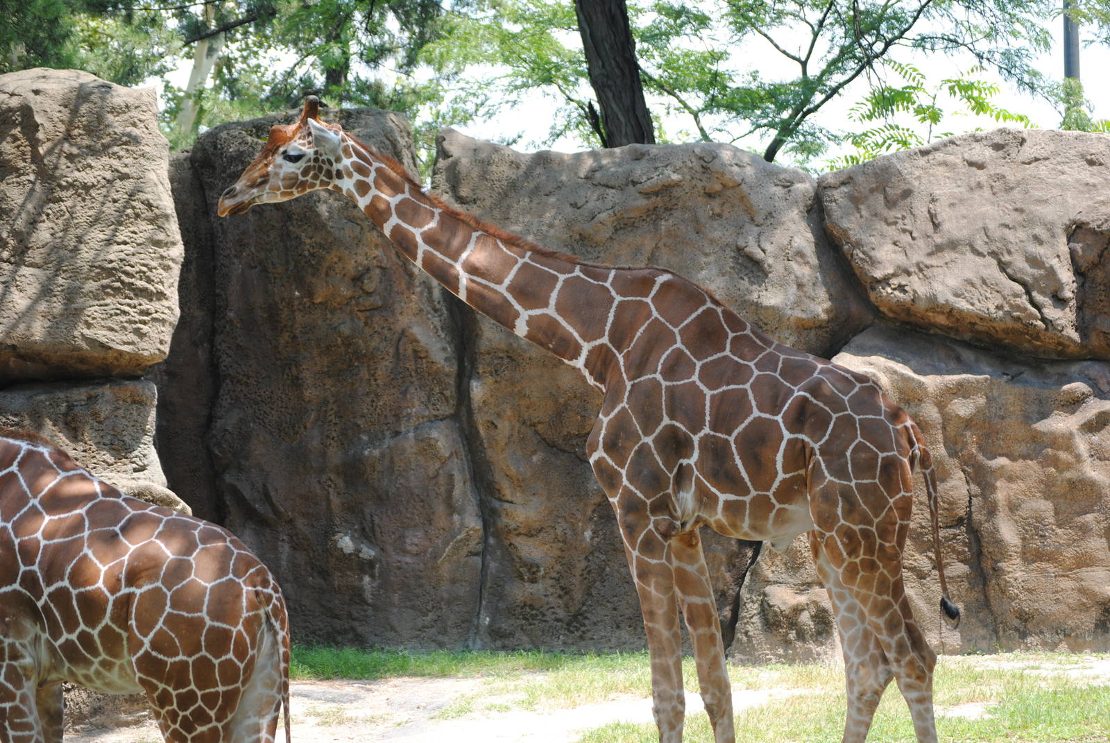 Rothticulated Giraffe