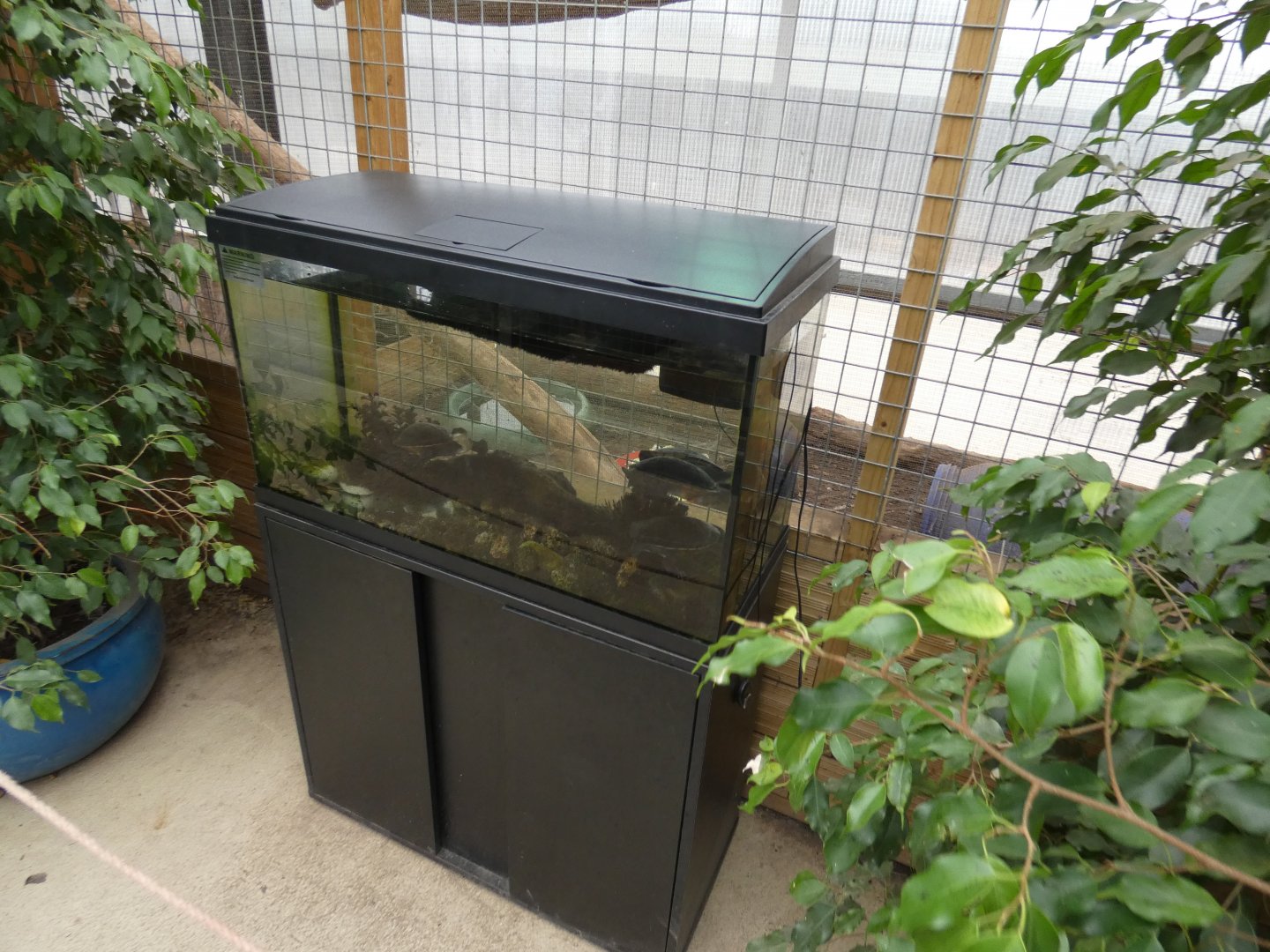 Roti island snake island enclosure (Johnson's of Old Hurst)