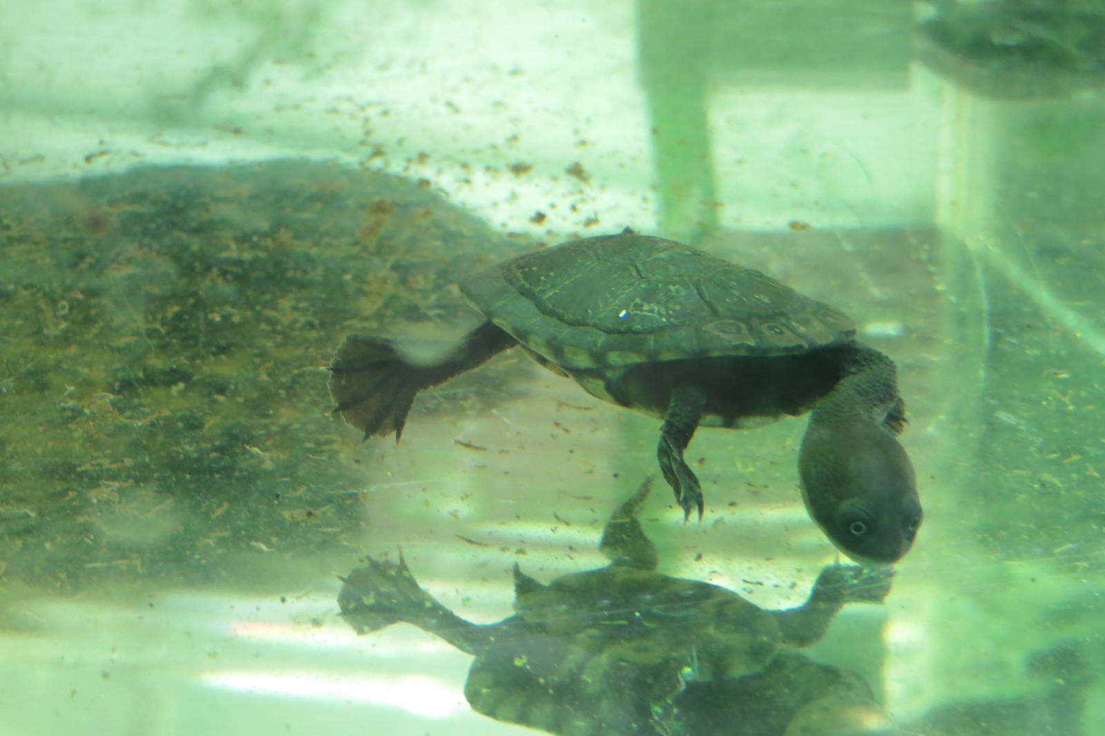 roti island snake neck turtle juvenile 201013