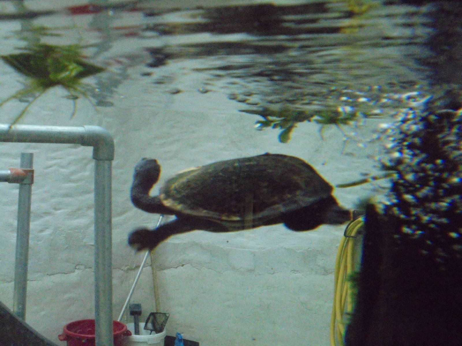 Roti Island Snake-necked Turtle 2015.