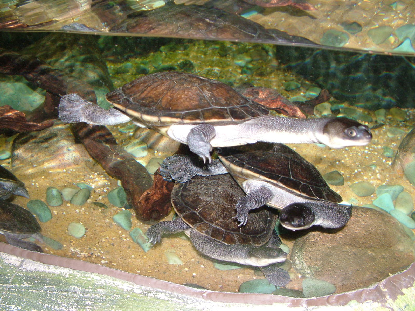 Roti Island Snake-necked Turtle at SeaLife Birmingham 28/02/10