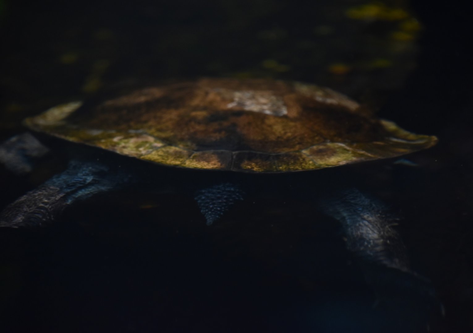 Roti Island snake-necked turtle carapace