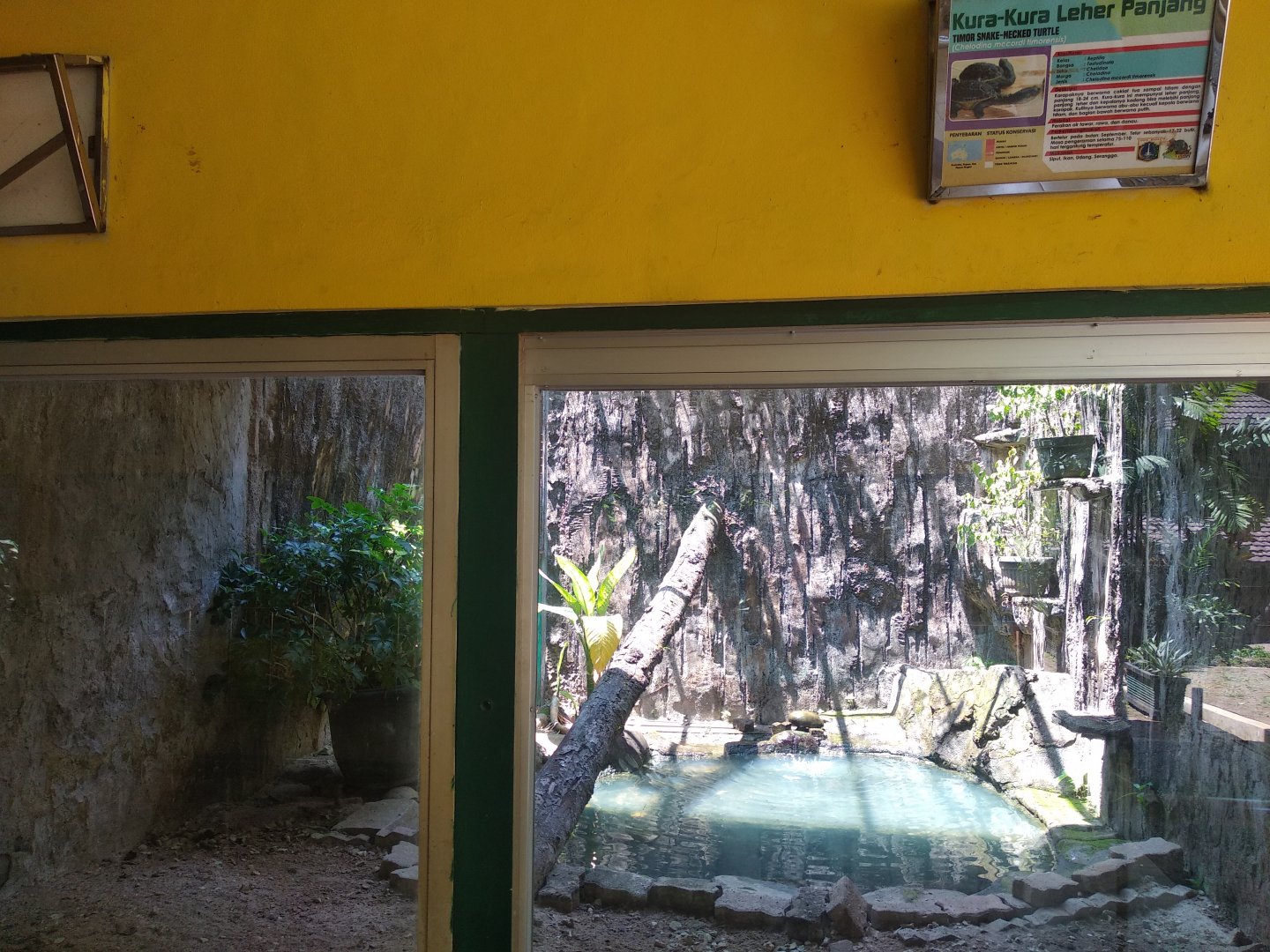 Roti Island snake-necked turtle (Chelodina mccordi) exhibit