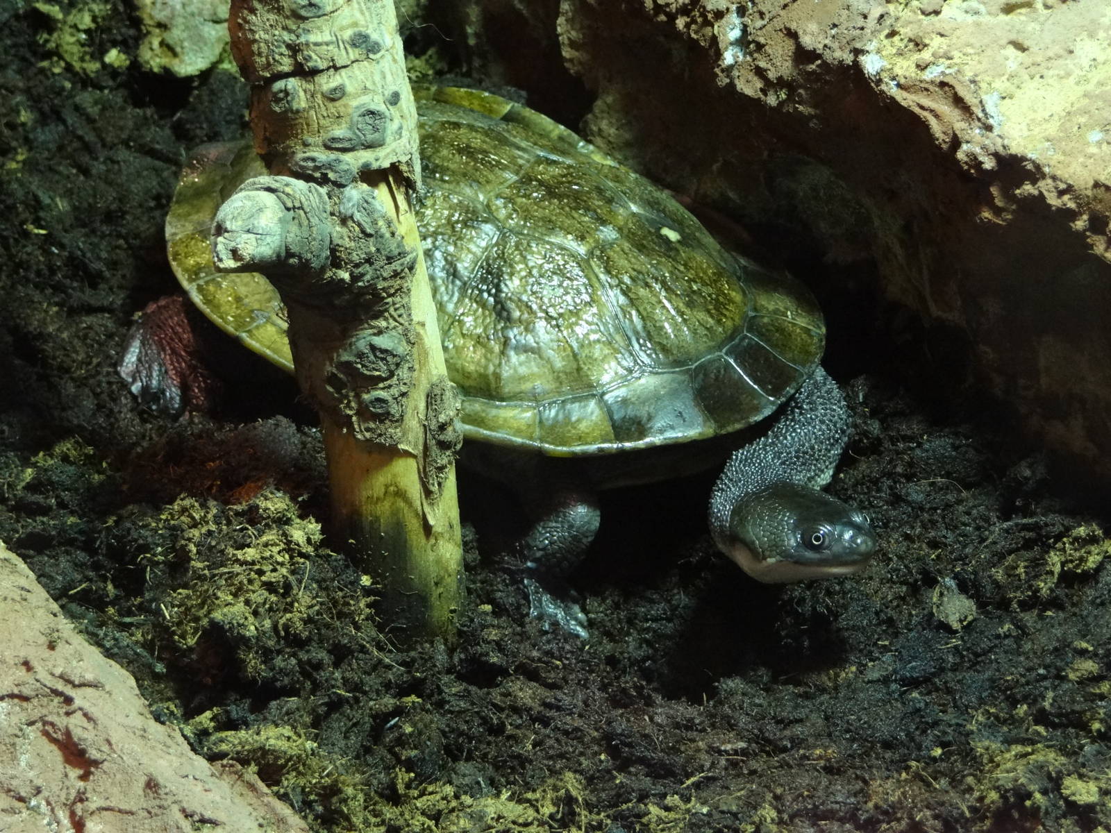 Roti island snake-necked turtle (Chelodina mccordi)