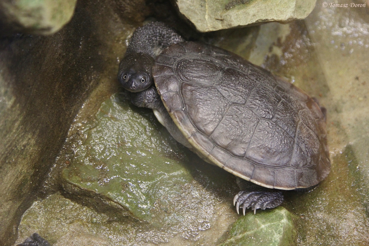 Roti Island Snake-necked Turtle (Chelodina mccordi)