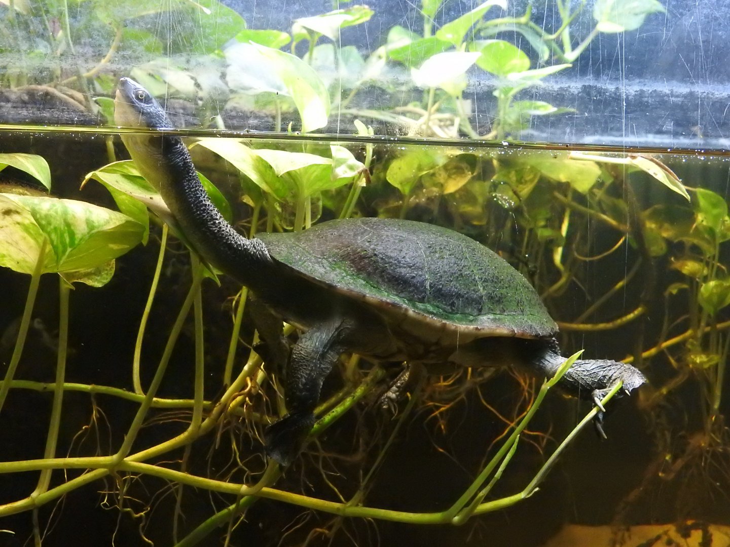 Roti Island Snake-Necked Turtle (Chelodina mccordi)