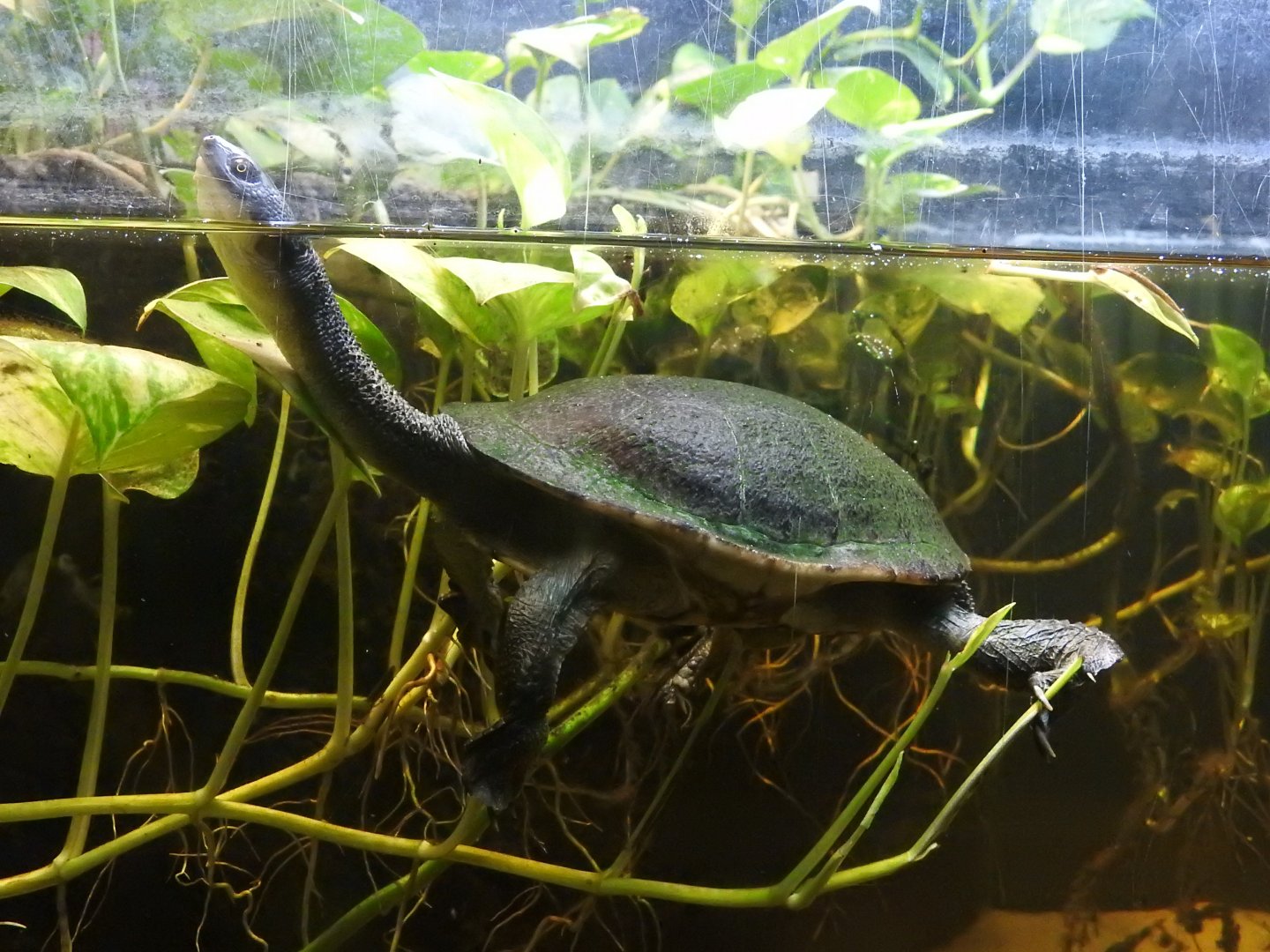 Roti Island Snake-Necked Turtle (Chelodina mccordi)