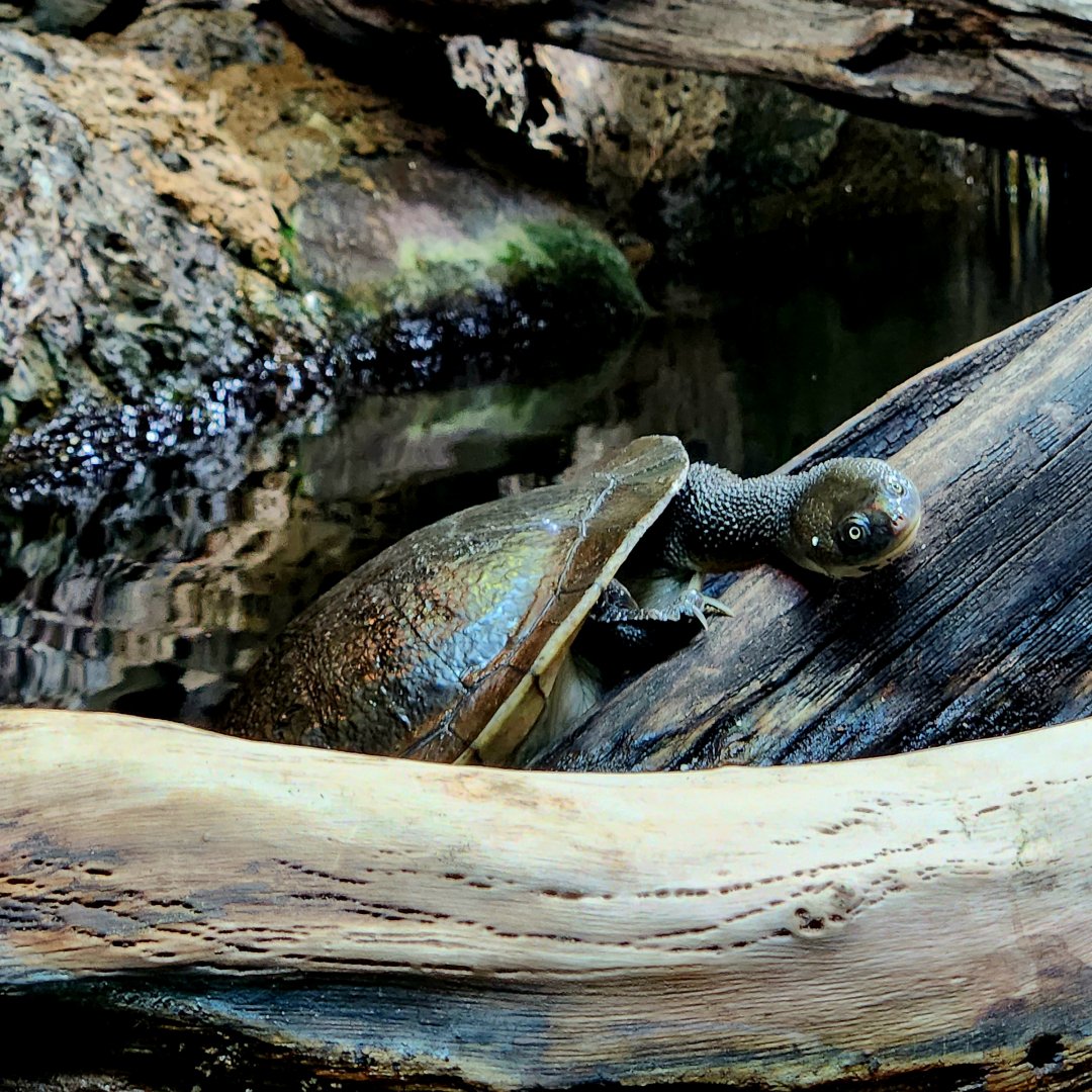 Roti Island Snake-Necked Turtle (Chelodina mccordi)
