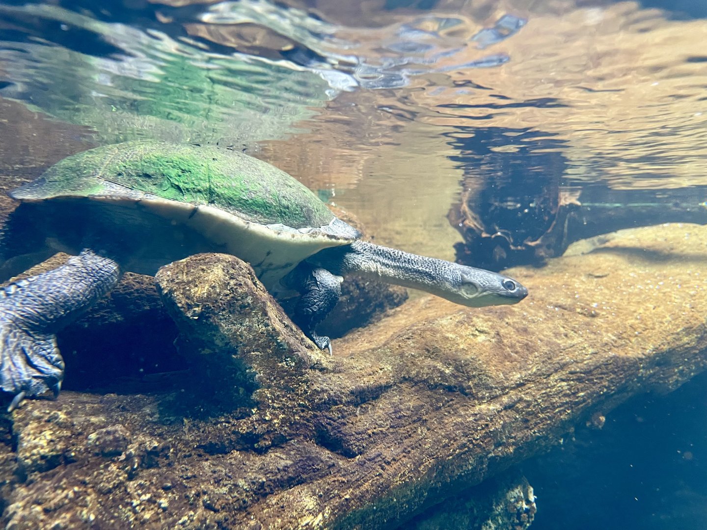 Roti Island snake-necked Turtle, Chelodina mccordi