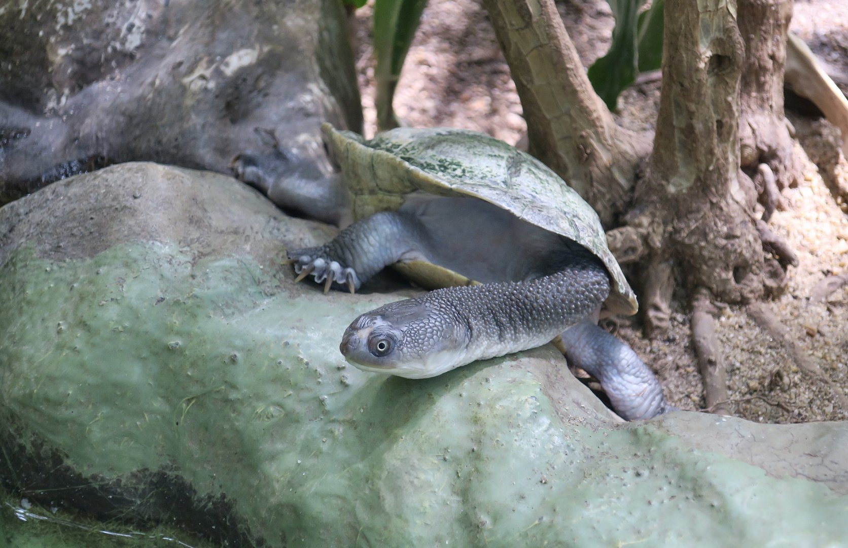 Roti Island Snake-Necked Turtle (Chelodina mccordi)