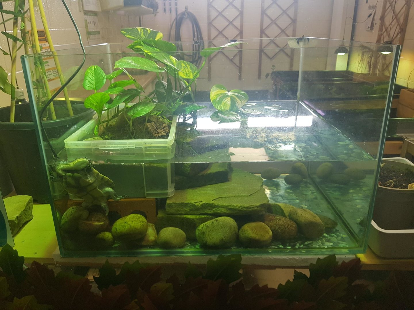 Roti Island Snake-Necked Turtle Enclosure