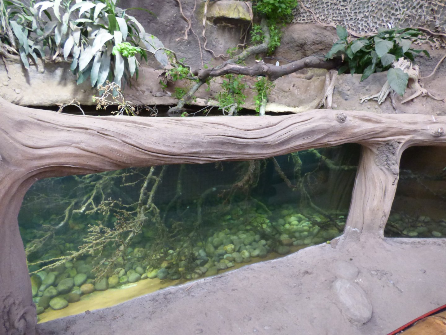 Roti Island Snake-Necked Turtle Exhibit in the Elephant House