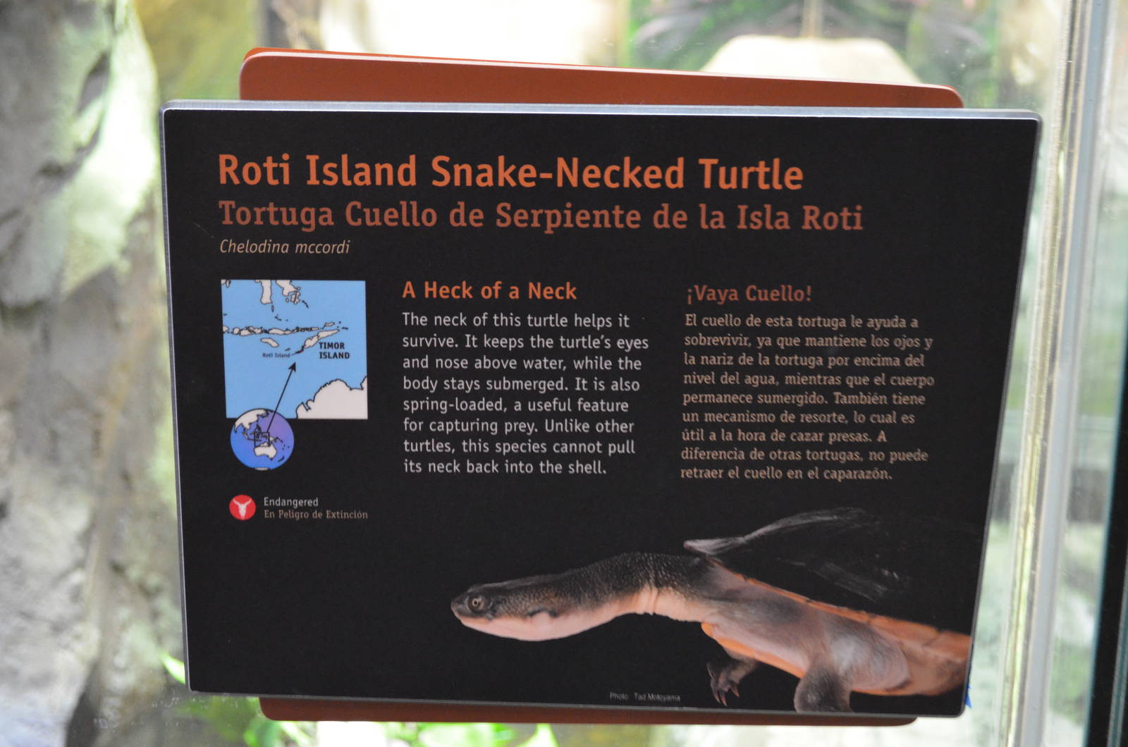 ROTI-ISLAND SNAKE-NECKED TURTLE SIGNAGE