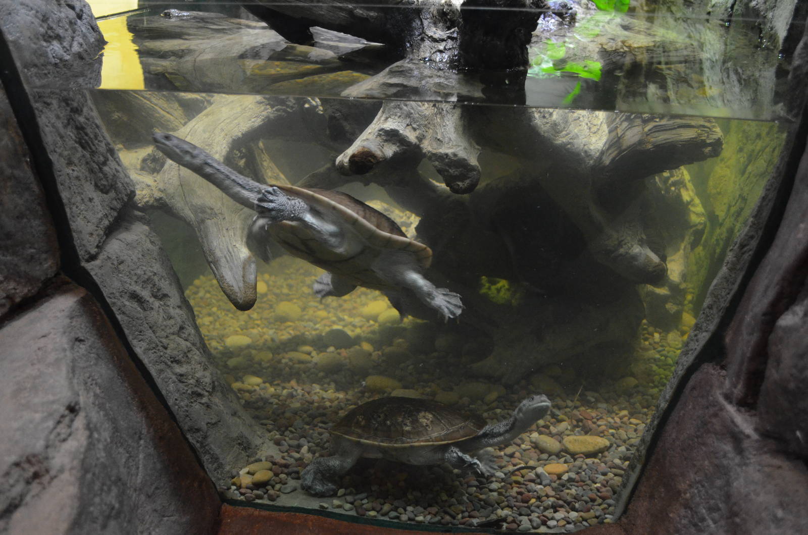 ROTI-ISLAND SNAKE-NECKED TURTLE