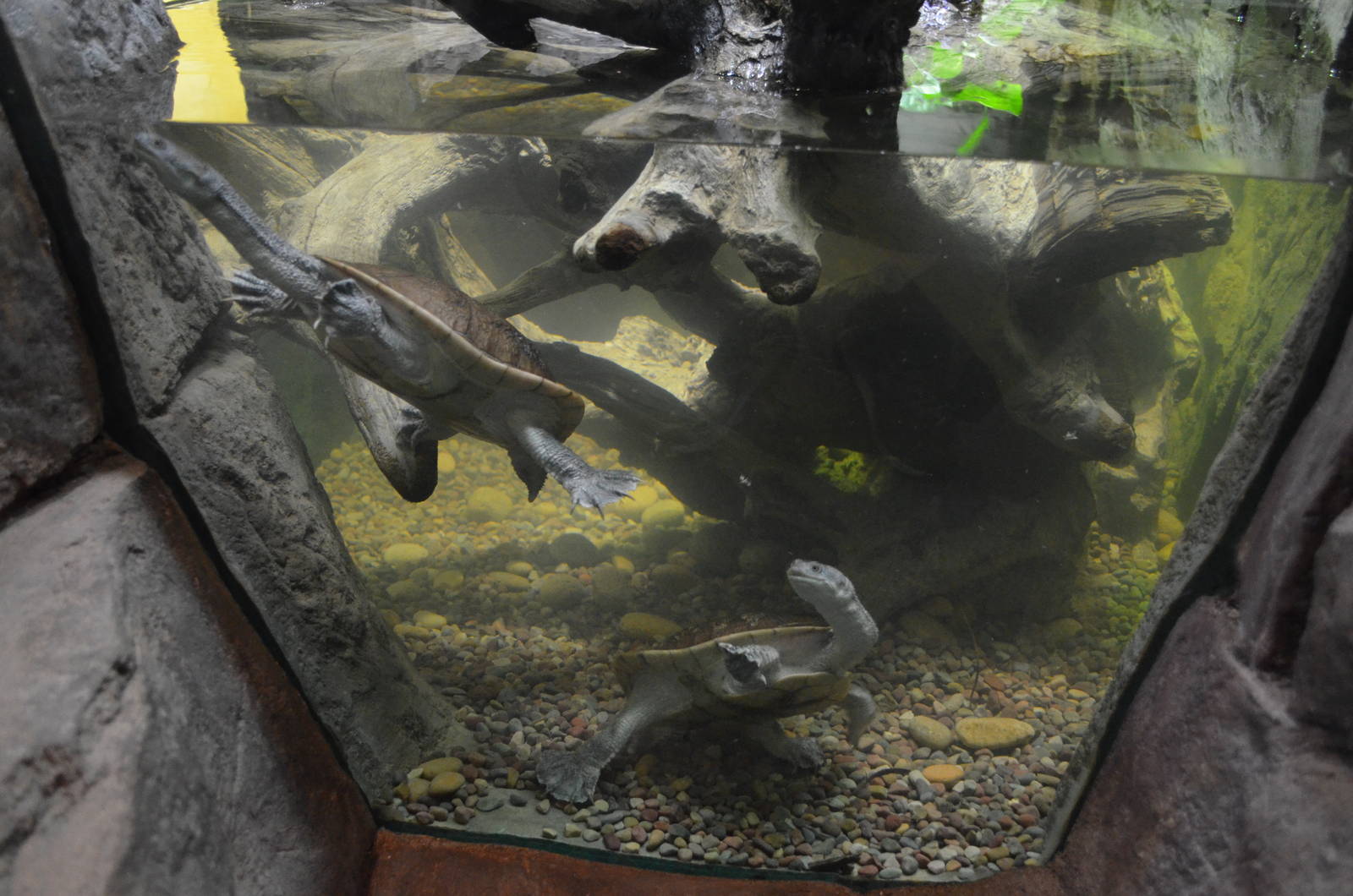 ROTI-ISLAND SNAKE-NECKED TURTLE